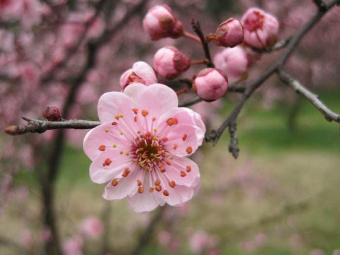 那年春意花正浓 文/平凡 诵/李青春（图4）