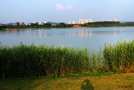 山东黄河玫瑰湖国家湿地公园.闲游闲拍新角度(手机版)---王乐洲摄