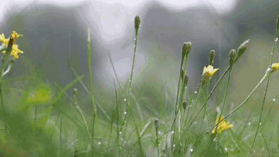 同题诗 今夜有雨 作者西楼文苑平台诗友 朗诵成于乐（图9）