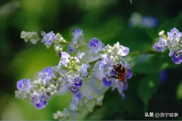 洛宁杨青显——连宝河谷荆花香(图2)