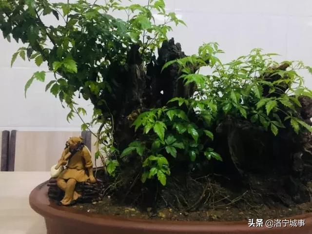洛宁杨青显——连宝河谷荆花香(图4)