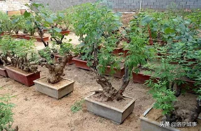 洛宁杨青显——连宝河谷荆花香(图5)