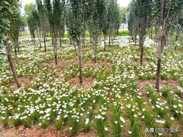 国庆观景健身好去处——洛宁滨河公园四号橡胶坝(图5)