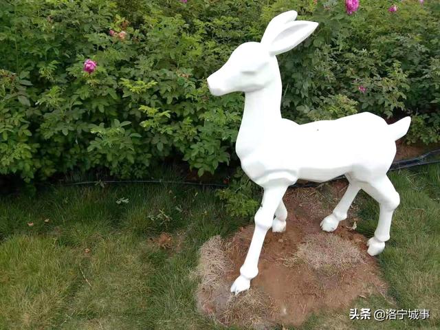 国庆观景健身好去处——洛宁滨河公园四号橡胶坝(图6)