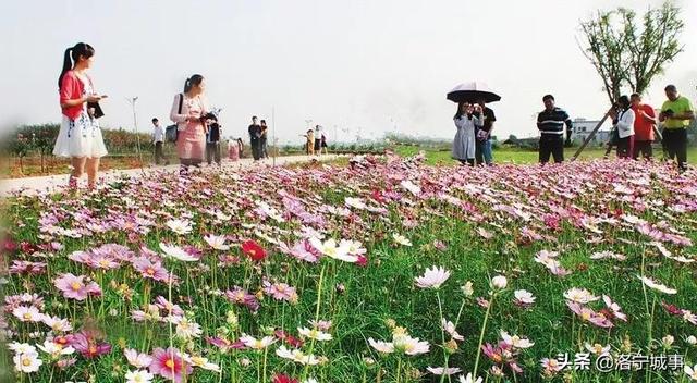 洛阳洛宁：一城风情半是花 招“蜂”引“蝶”美如画（图2）