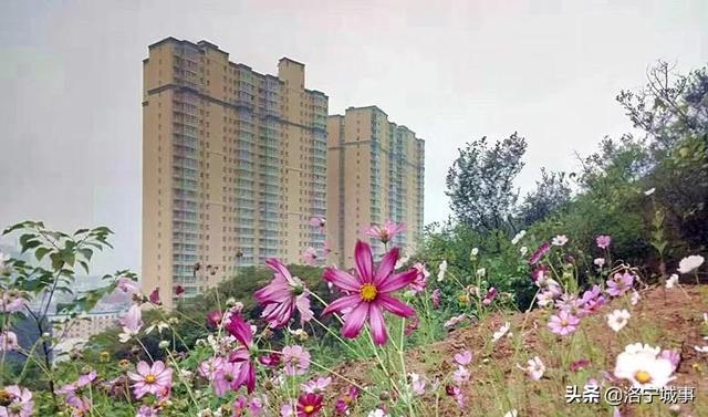 洛阳洛宁：一城风情半是花 招“蜂”引“蝶”美如画（图3）