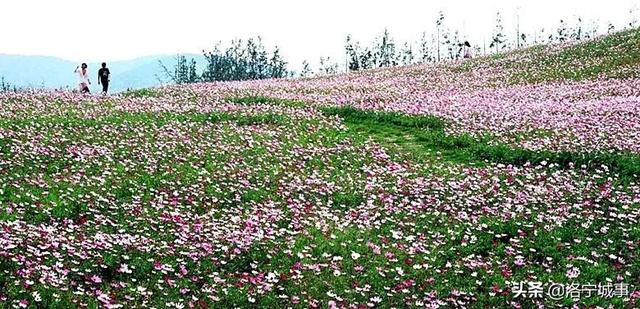 洛阳洛宁：一城风情半是花 招“蜂”引“蝶”美如画（图4）