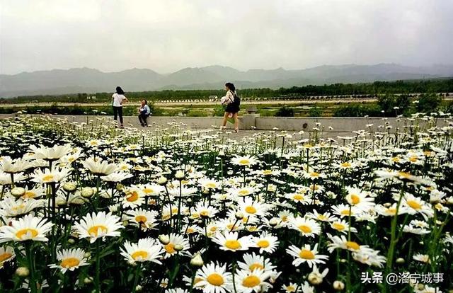 洛阳洛宁：一城风情半是花 招“蜂”引“蝶”美如画（图5）