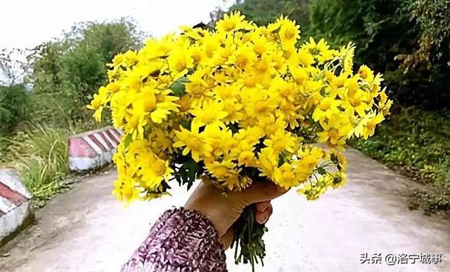 洛阳洛宁：一城风情半是花 招“蜂”引“蝶”美如画（图7）