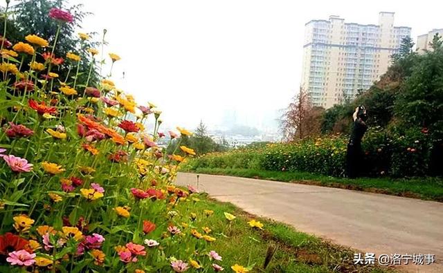 洛阳洛宁：一城风情半是花 招“蜂”引“蝶”美如画（图11）