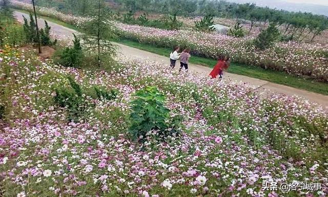 洛阳洛宁：一城风情半是花 招“蜂”引“蝶”美如画（图12）