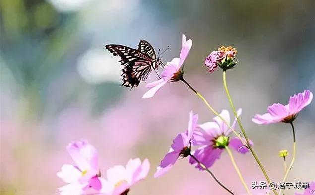 洛阳洛宁：一城风情半是花 招“蜂”引“蝶”美如画（图13）