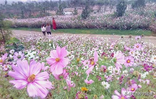 洛阳洛宁：一城风情半是花 招“蜂”引“蝶”美如画（图14）