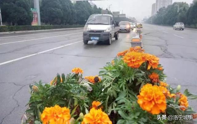 洛阳洛宁：一城风情半是花 招“蜂”引“蝶”美如画（图15）