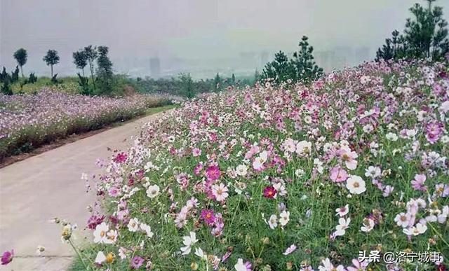 洛阳洛宁：一城风情半是花 招“蜂”引“蝶”美如画（图16）