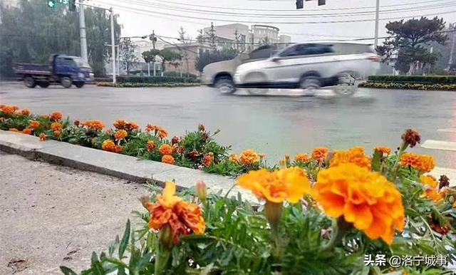 洛阳洛宁：一城风情半是花 招“蜂”引“蝶”美如画（图17）