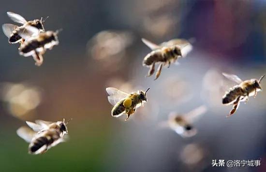 洛阳洛宁：一城风情半是花 招“蜂”引“蝶”美如画（图19）
