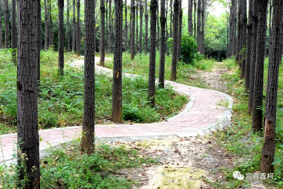 你看你看——大美洛宁的秋色!(图11)