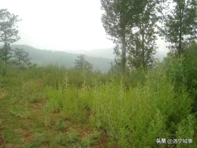 洛宁程卫东——高凹坪彭姓的传说(图8)