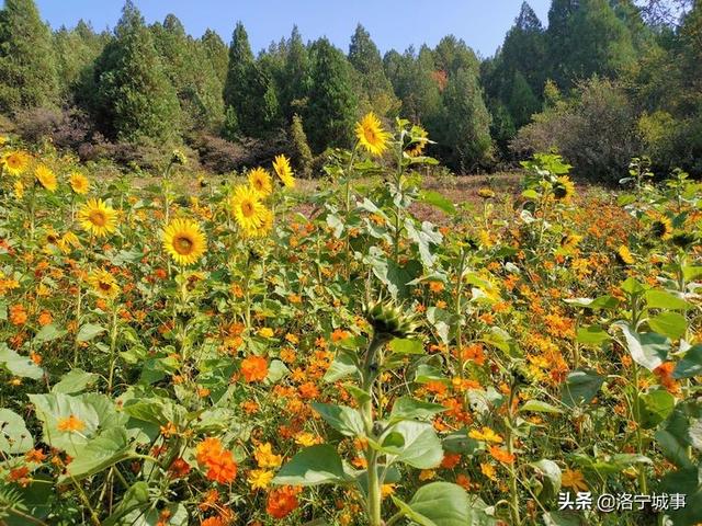 洛宁罗岭秋日印象(图16)