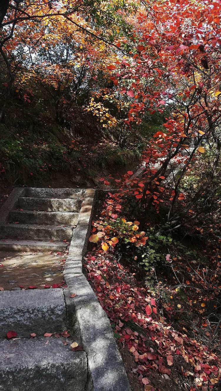 洛宁神灵红叶满山峰