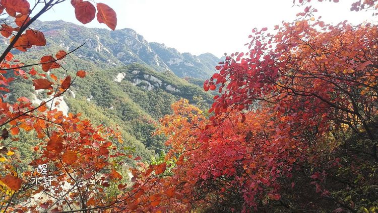洛宁神灵红叶满山峰（图4）