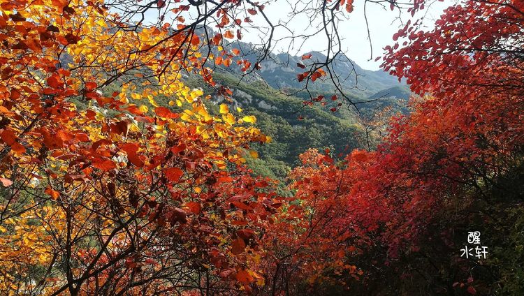 洛宁神灵红叶满山峰（图5）