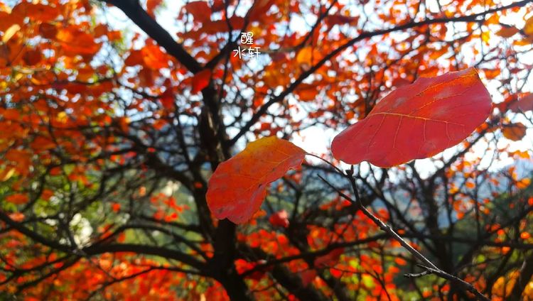 洛宁神灵红叶满山峰（图8）