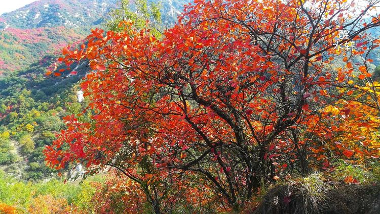 洛宁神灵红叶满山峰（图11）