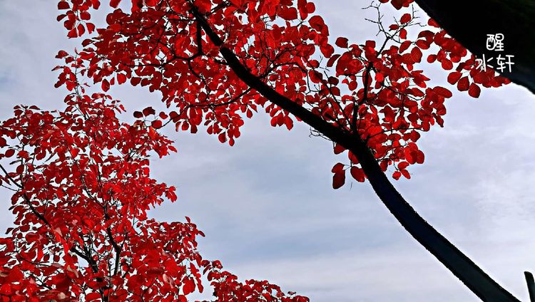 洛宁神灵红叶满山峰（图18）