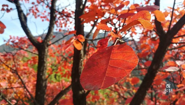 洛宁神灵红叶满山峰（图23）