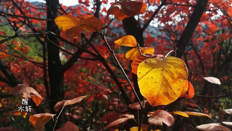 洛宁神灵红叶满山峰（图24）