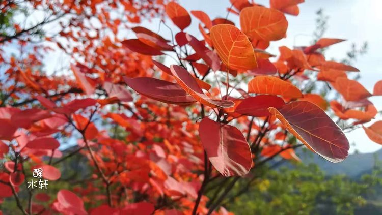 洛宁神灵红叶满山峰（图26）