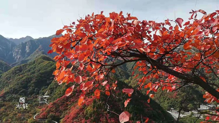 洛宁神灵红叶满山峰（图30）