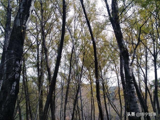 洛宁程志民——金秋红叶（图3）