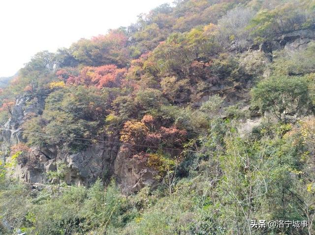 洛宁程志民——金秋红叶（图6）