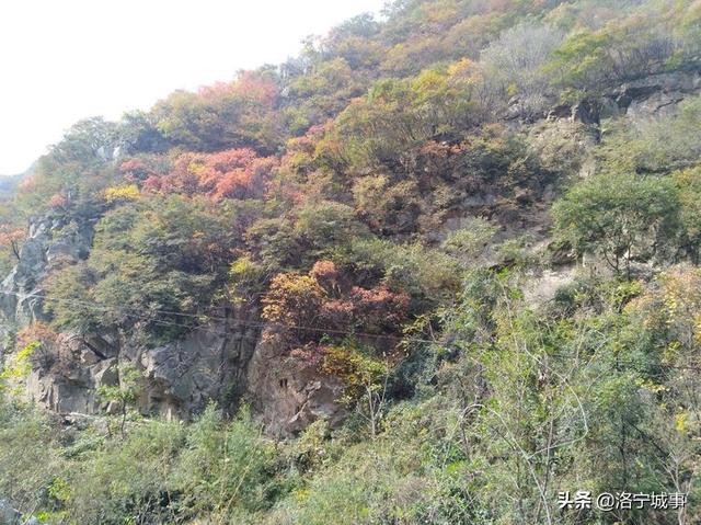 洛宁程志民——金秋红叶（图8）