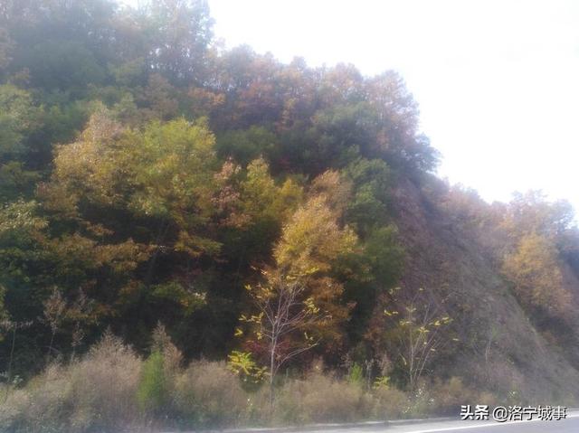 洛宁程志民——金秋红叶（图23）