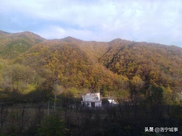 洛宁程志民——金秋红叶（图25）