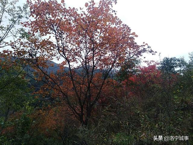 洛宁程志民——金秋红叶（图29）