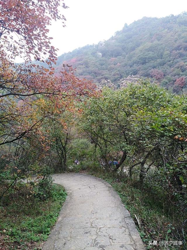 洛宁程志民——金秋红叶（图30）