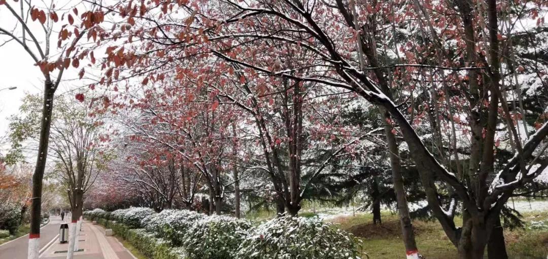 雪花纷飞飘进商山落水（图3）