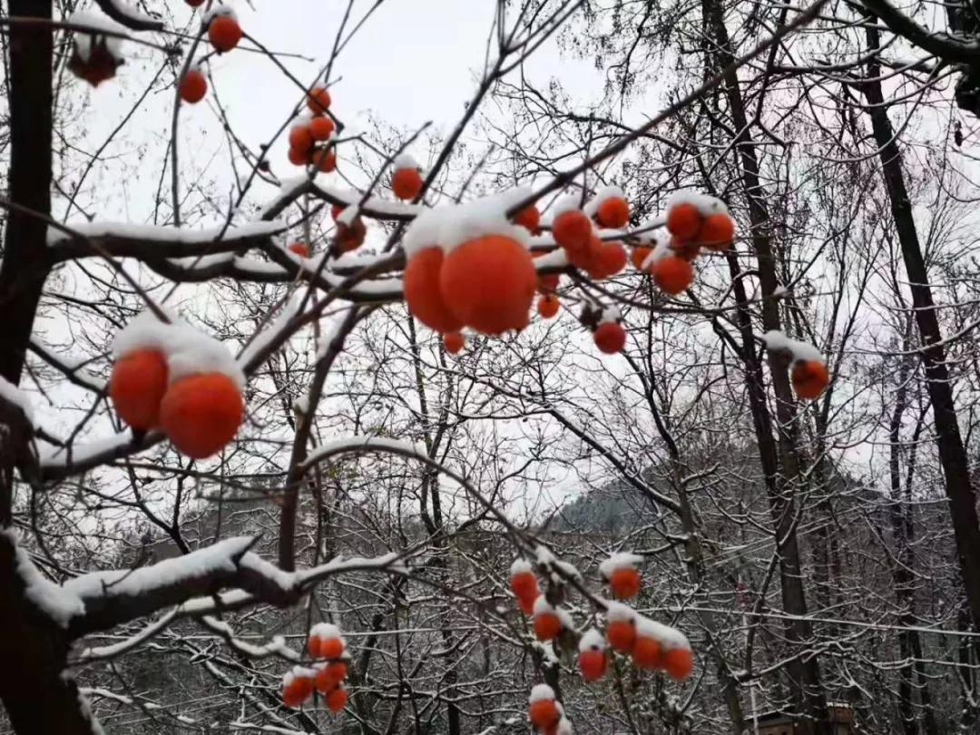 雪花纷飞飘进商山落水（图19）
