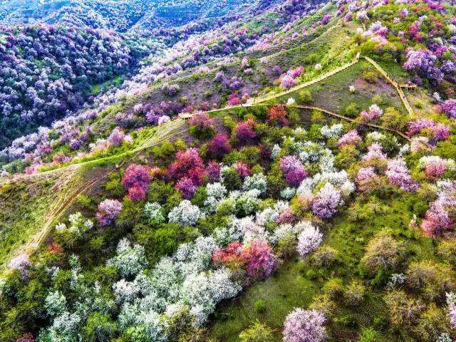 山花 文/江永奎(湖北)(图2)