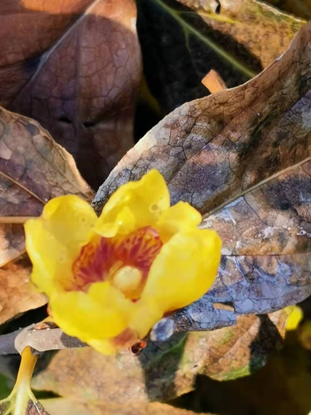 寰俊鍥剧墖_20191227204516.jpg