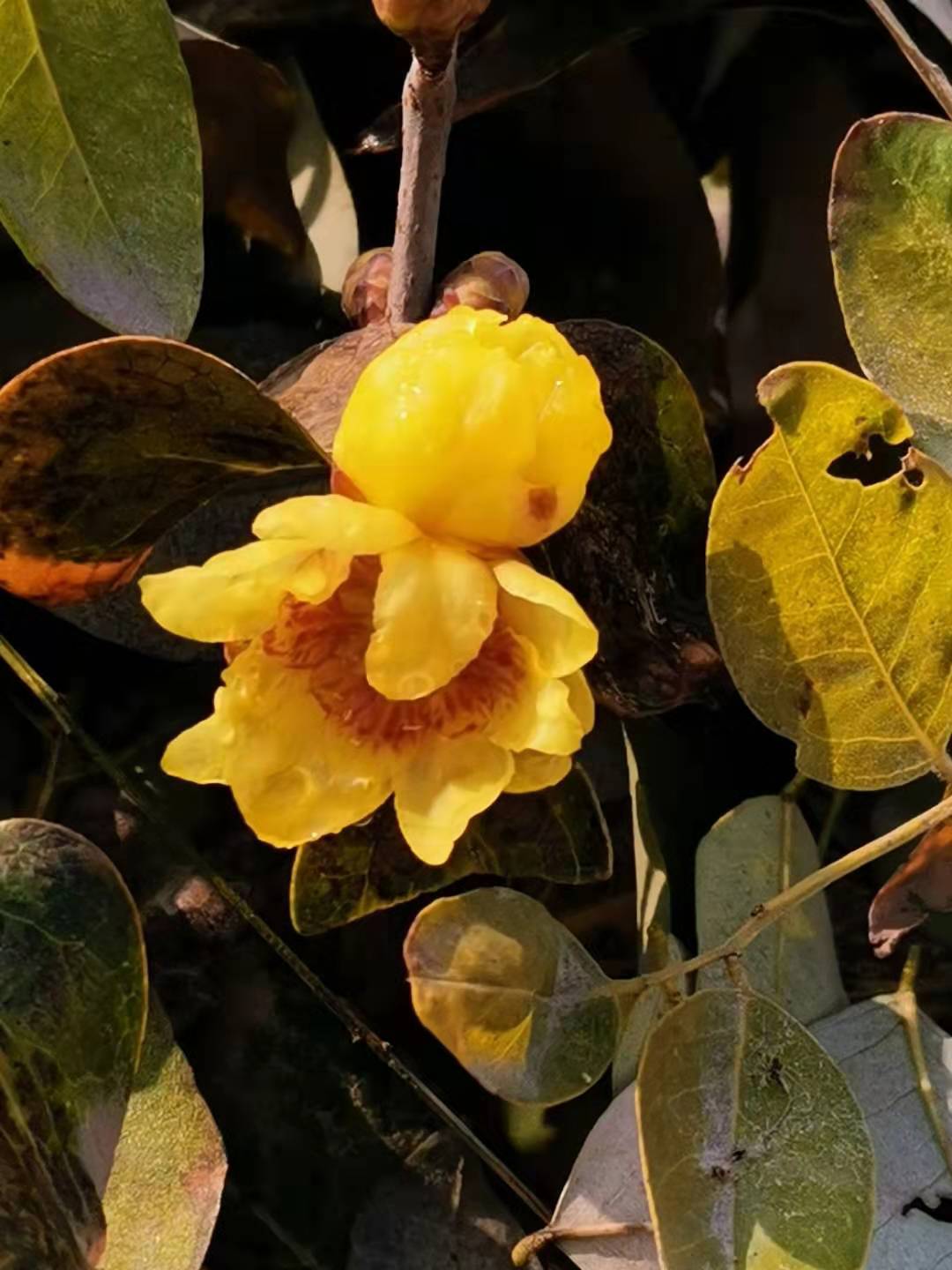 寰俊鍥剧墖_20191227204407.jpg