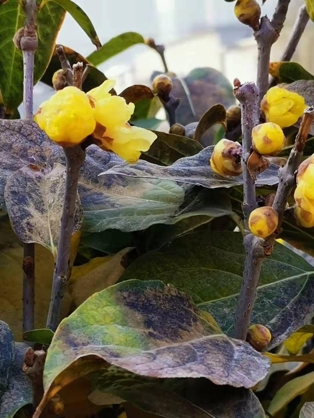寰俊鍥剧墖_20191227204441.jpg