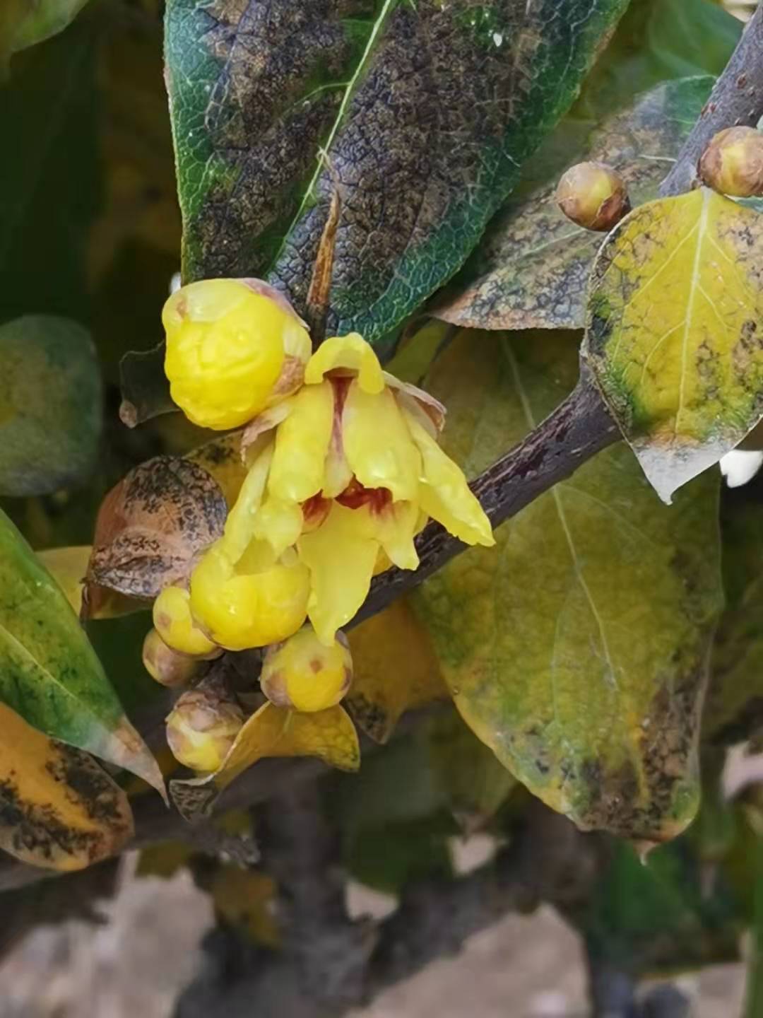 寰俊鍥剧墖_20191227204456.jpg