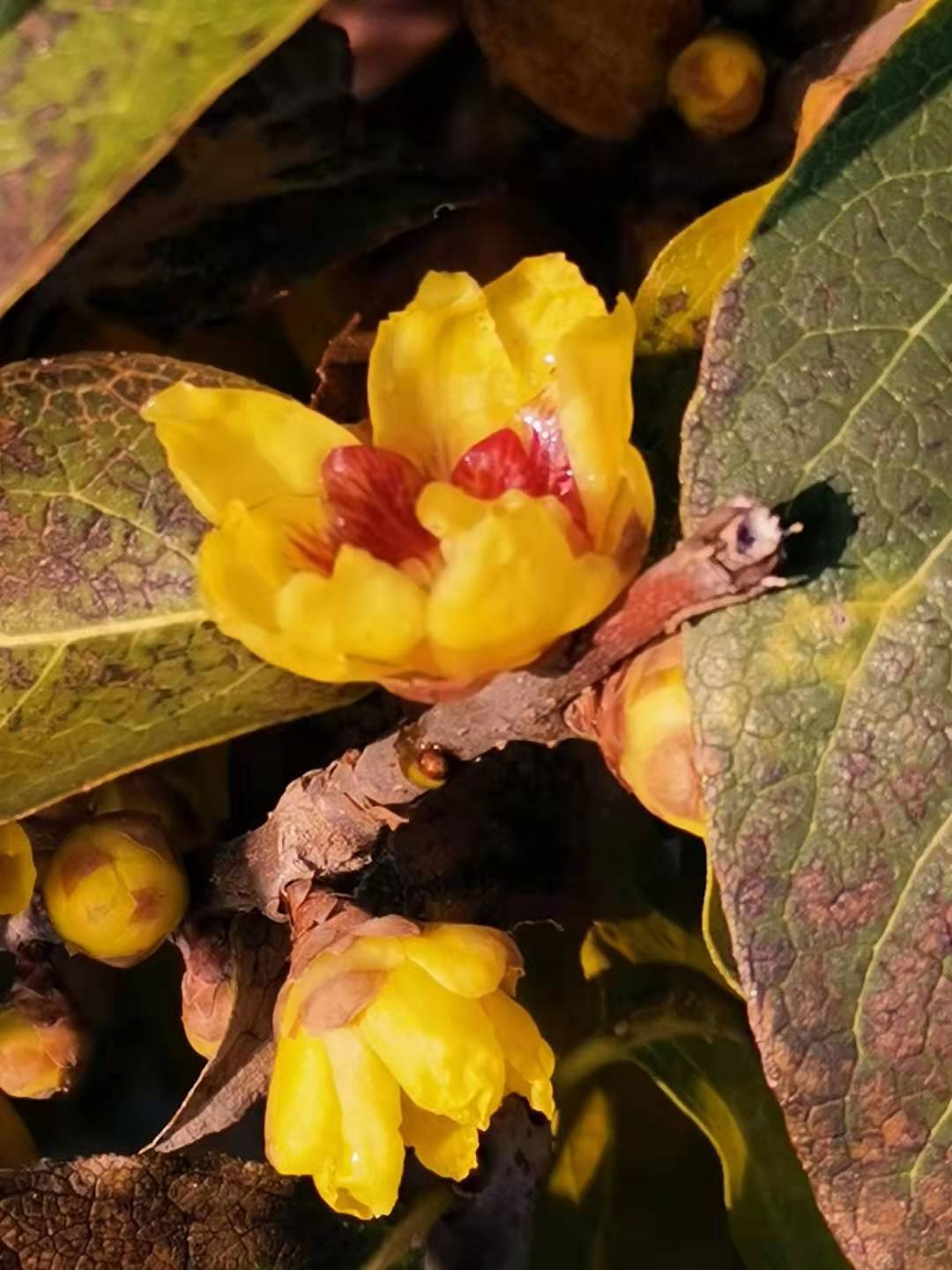 寰俊鍥剧墖_20191227204532.jpg
