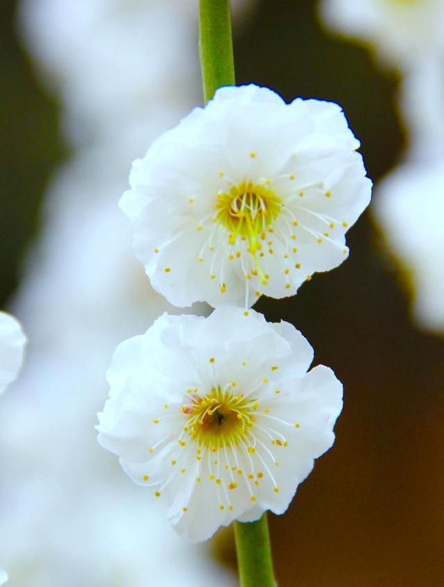 洛阳金村金龙寺景区春节文化游园会暨第六届梅花节发布会召开(图21)